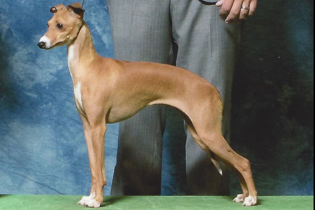 Italian Greyhound Puppies breeder image 10