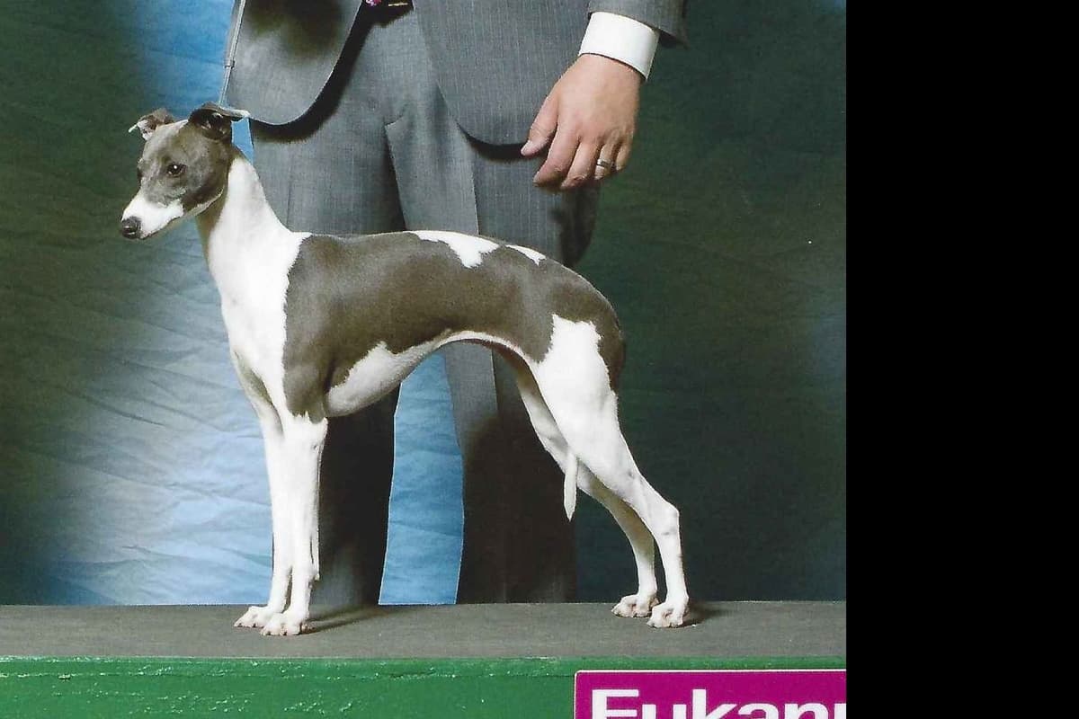 Italian Greyhound Puppies breeder image 11