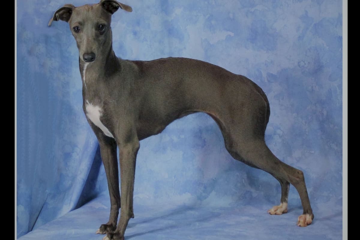 Italian Greyhound Puppies breeder image 13