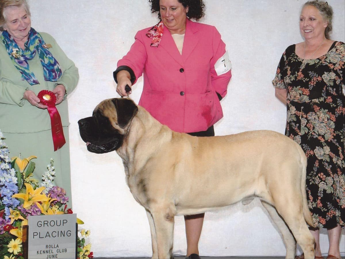 Hug-A-Mug Mastiffs breeder image 2