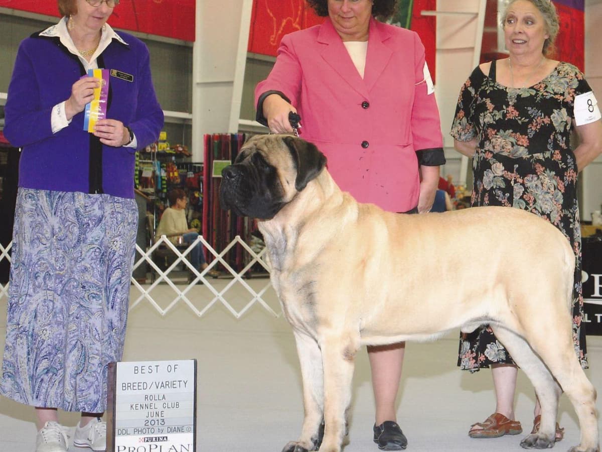 Hug-A-Mug Mastiffs breeder image 9