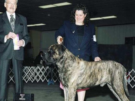 Hug-A-Mug Mastiffs breeder image 10