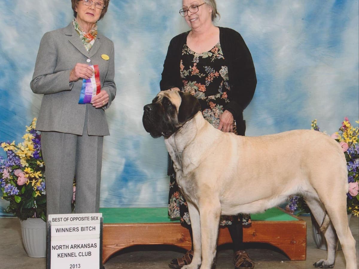 Hug-A-Mug Mastiffs breeder image 12