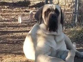 Hug-A-Mug Mastiffs breeder image 13