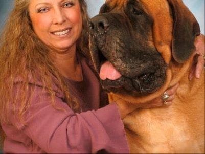 Hug-A-Mug Mastiffs breeder image 14