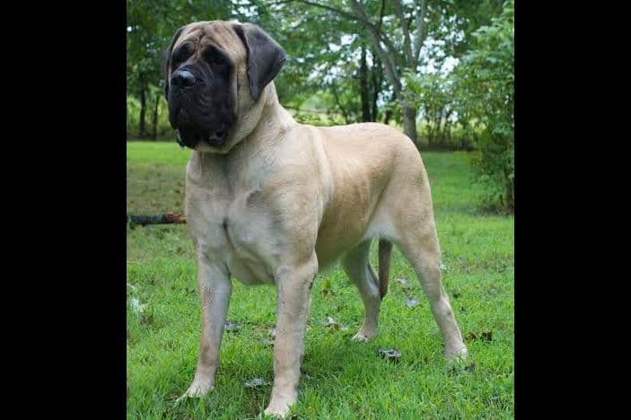 Hug-A-Mug Mastiffs breeder image 8