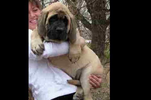 Hug-A-Mug Mastiffs breeder image 7