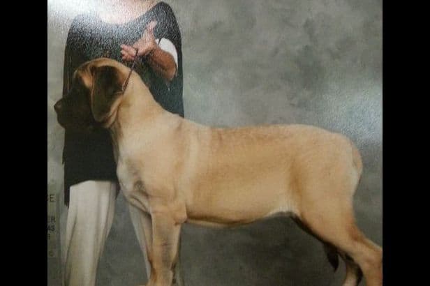 Hug-A-Mug Mastiffs breeder image 6