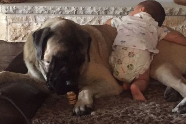 Hug-A-Mug Mastiffs breeder image 5