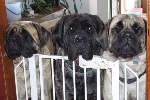 Hug-A-Mug Mastiffs breeder image 4