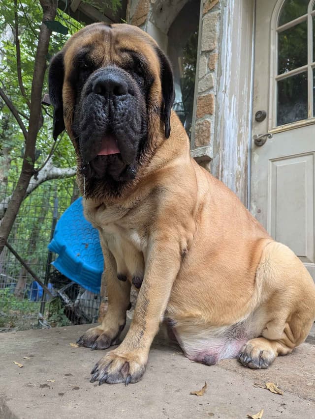 Hug-A-Mug Mastiffs media 2
