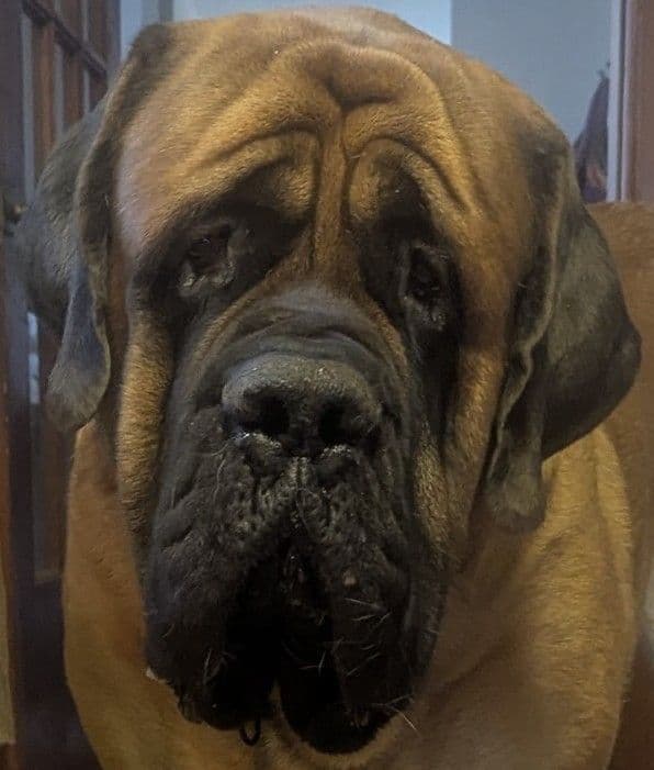 Hug-A-Mug Mastiffs media 3