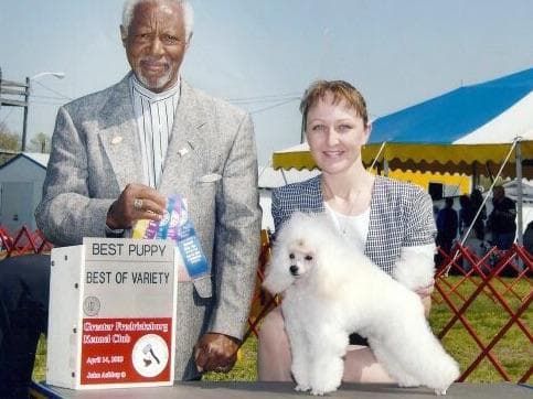 Toy poodle breeder image 1