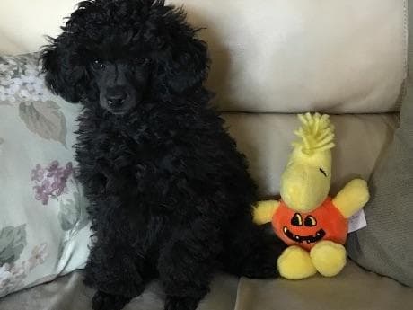 Toy poodle breeder image 9