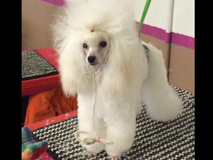 Toy poodle breeder image 8