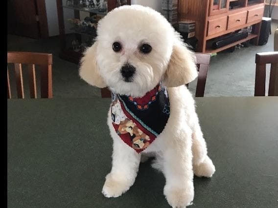 Toy poodle breeder image 7