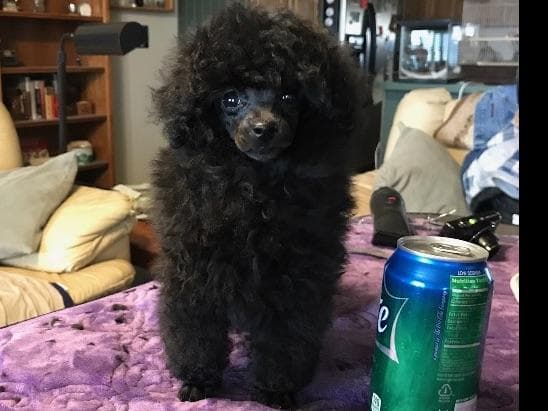 Toy poodle breeder image 6