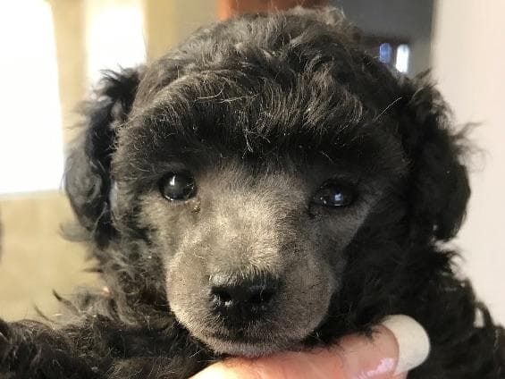 Toy poodle breeder image 5