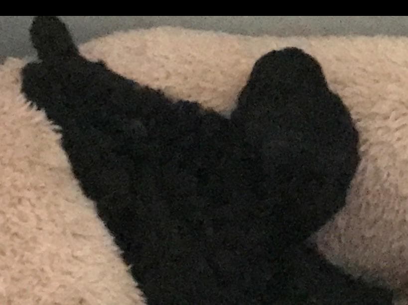 Toy poodle breeder image 4