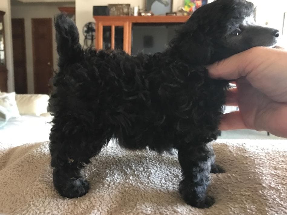Toy poodle breeder image 3