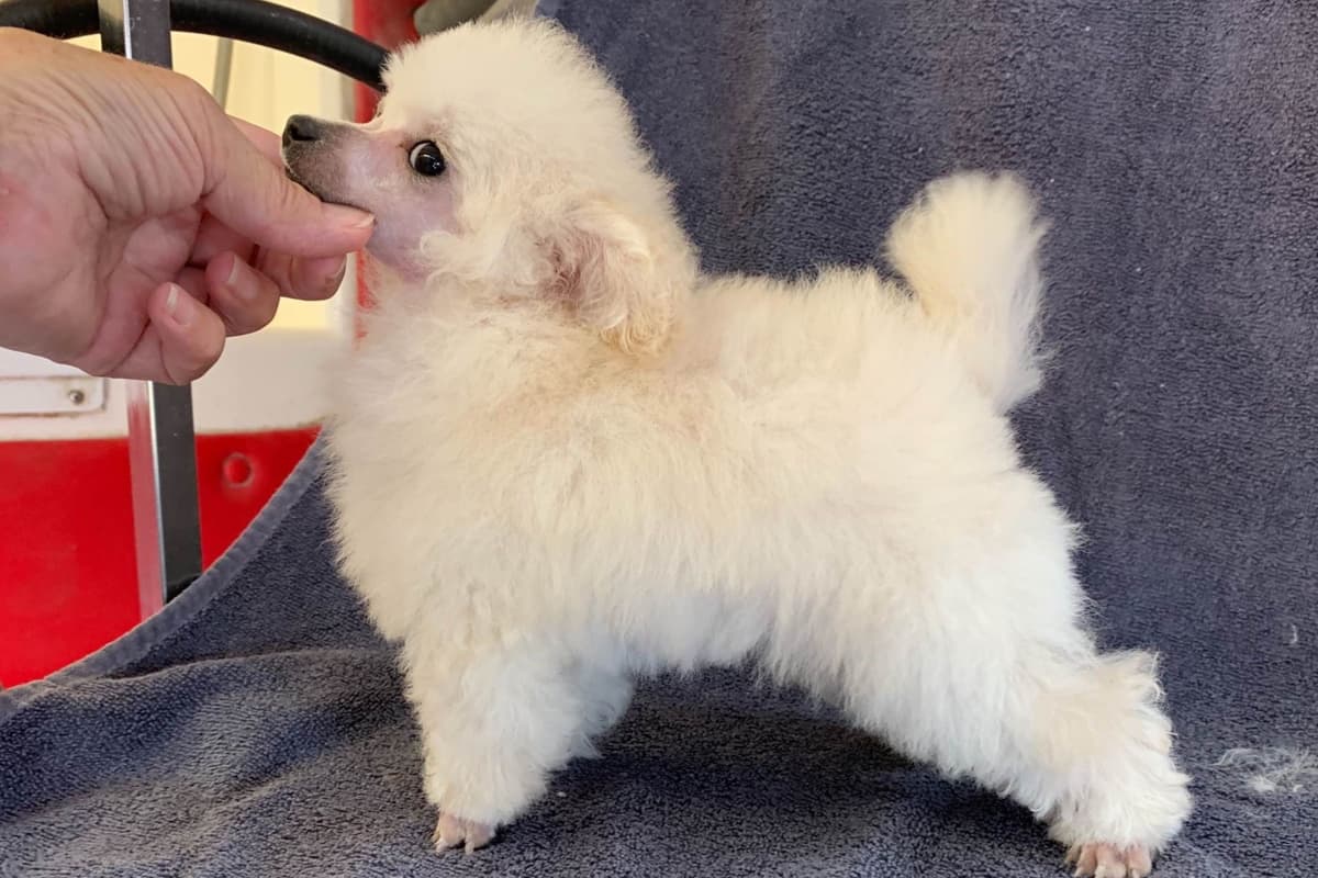 Toy poodle breeder image 10