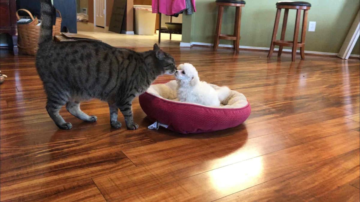 Toy poodle breeder image 11