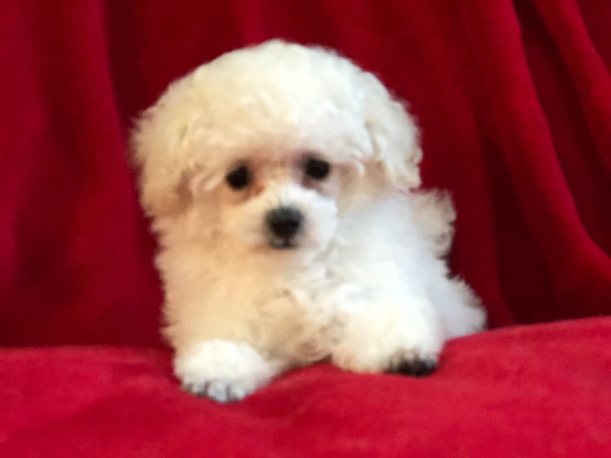 Toy poodle breeder image 13