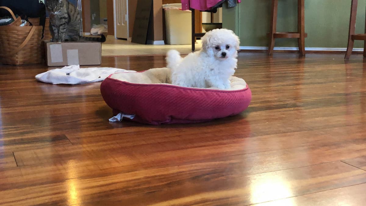 Toy poodle breeder image 12