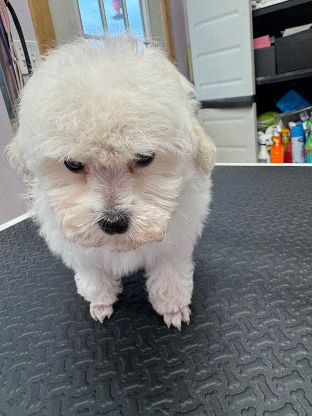 Toy poodle media 3