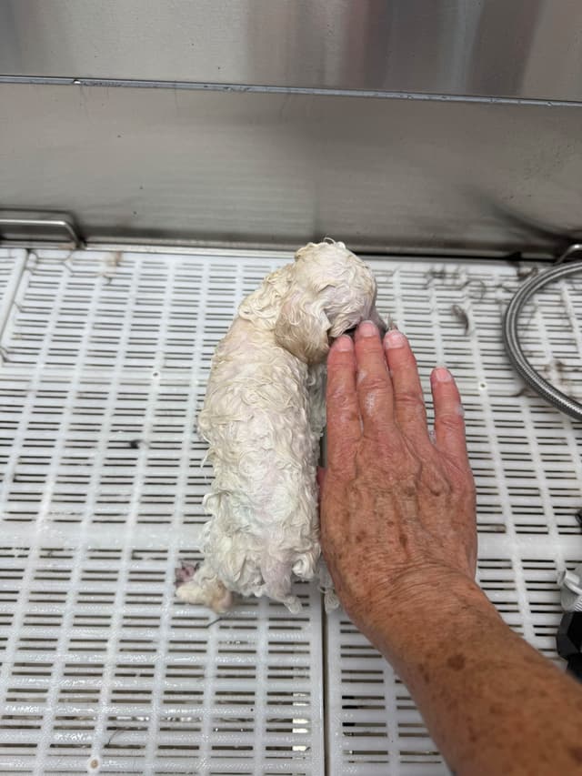 Toy poodle media 4