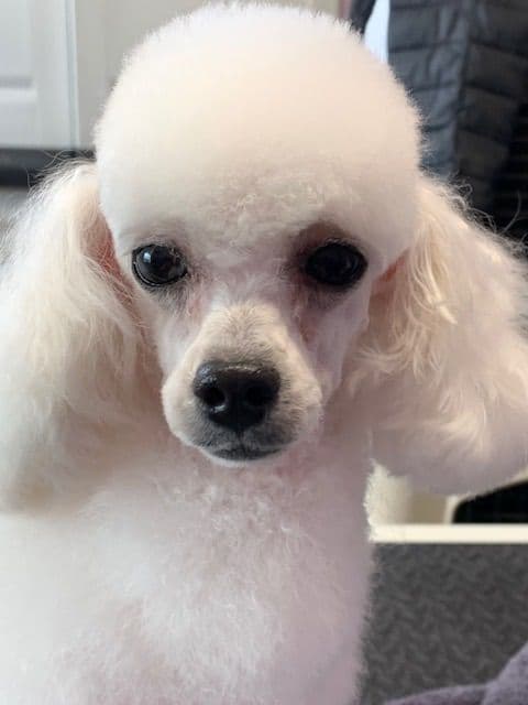 Toy poodle media 5