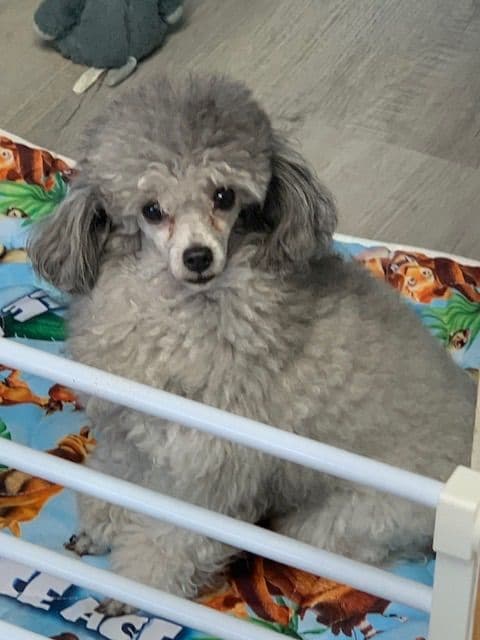 Toy poodle media 6