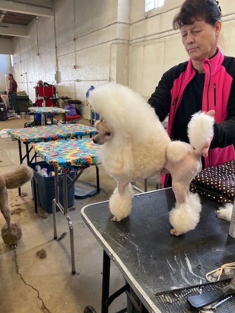 Toy poodle media 7