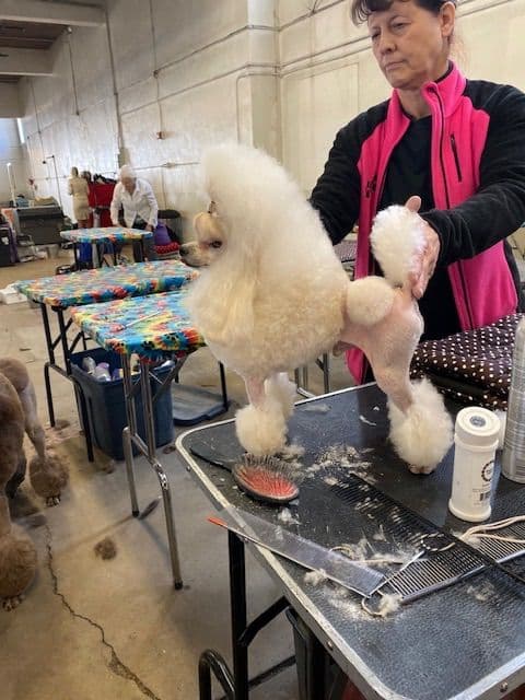 Toy poodle media 8