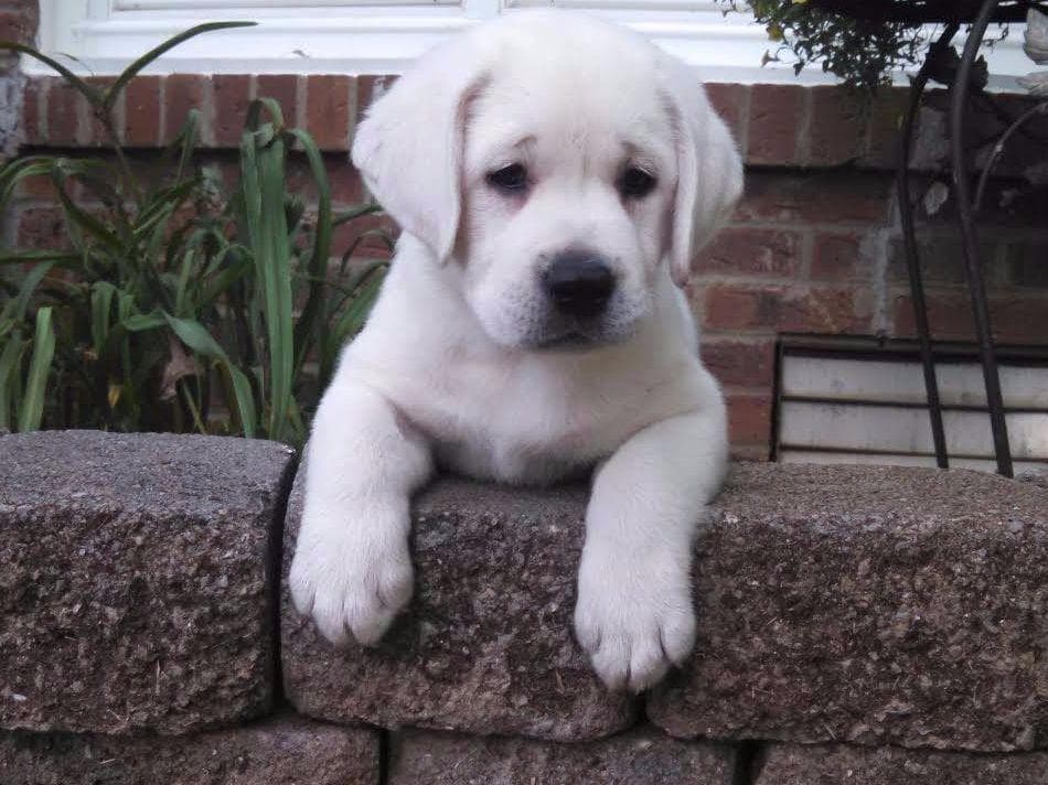 AKC WHITE ENGLISH LABRADOR RETRIEVER PUPPIES breeder image 1
