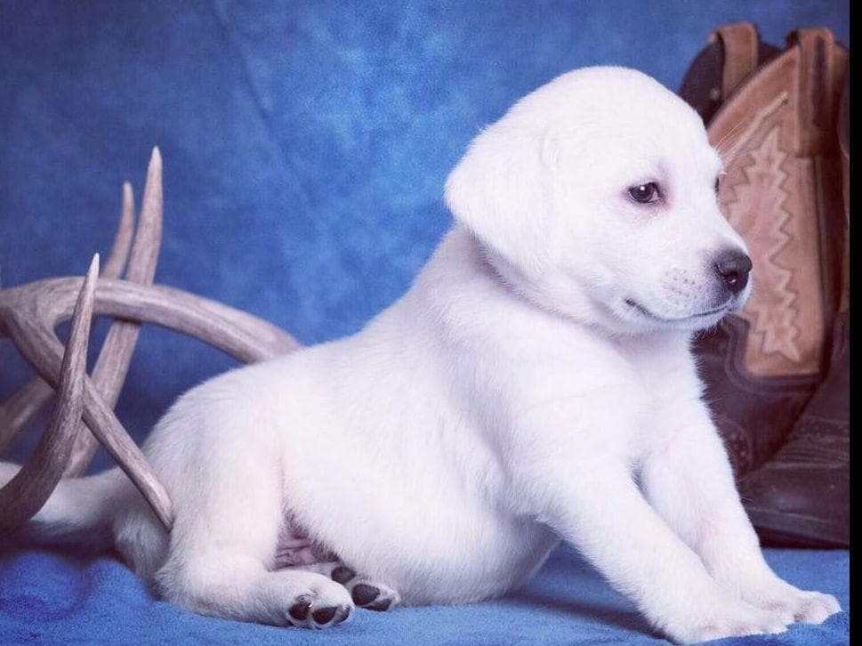 AKC WHITE ENGLISH LABRADOR RETRIEVER PUPPIES breeder image 2