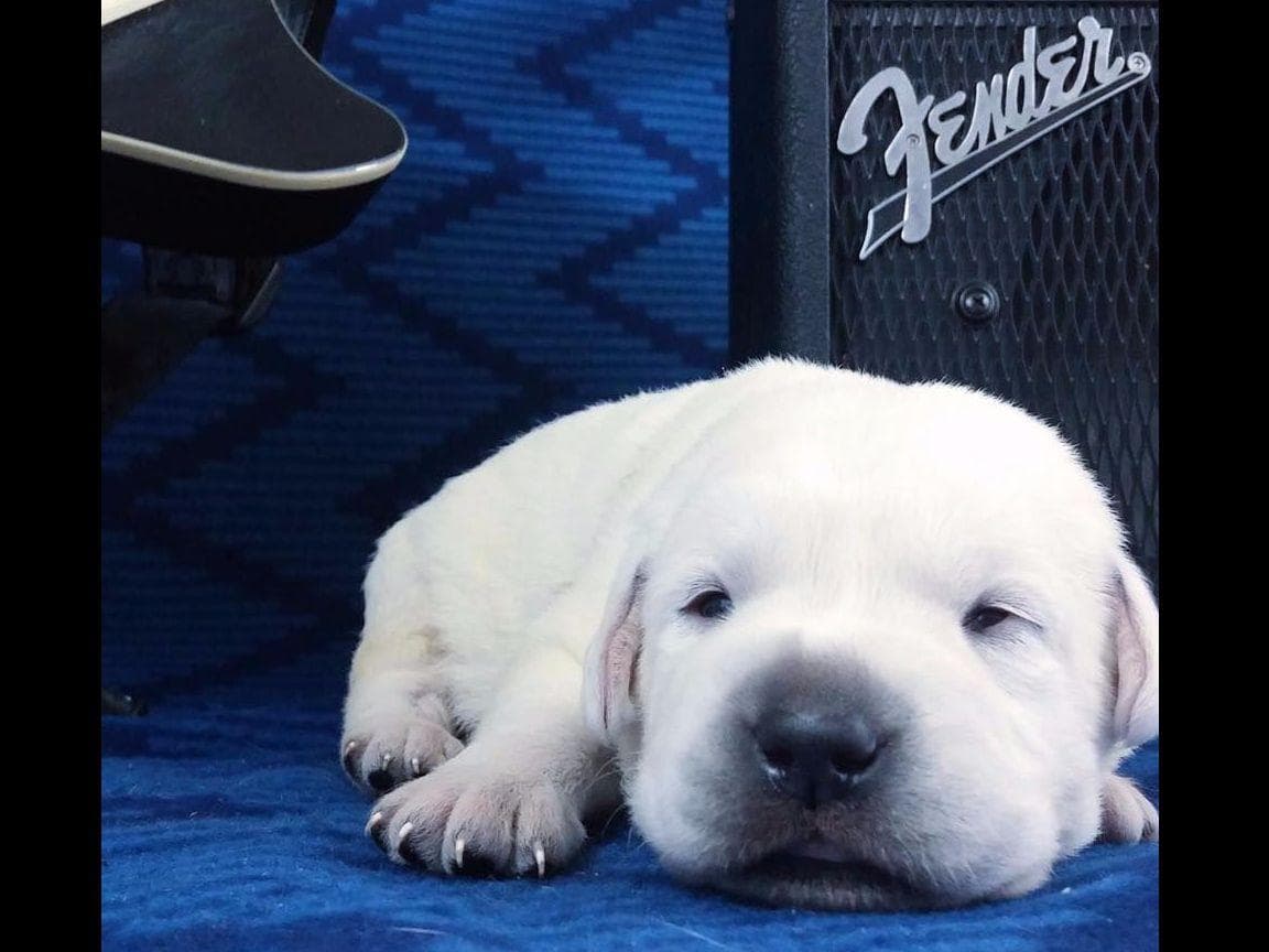 AKC WHITE ENGLISH LABRADOR RETRIEVER PUPPIES breeder image 3