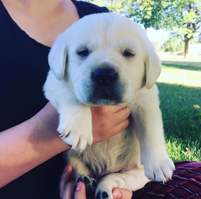 AKC WHITE ENGLISH LABRADOR RETRIEVER PUPPIES breeder image 4