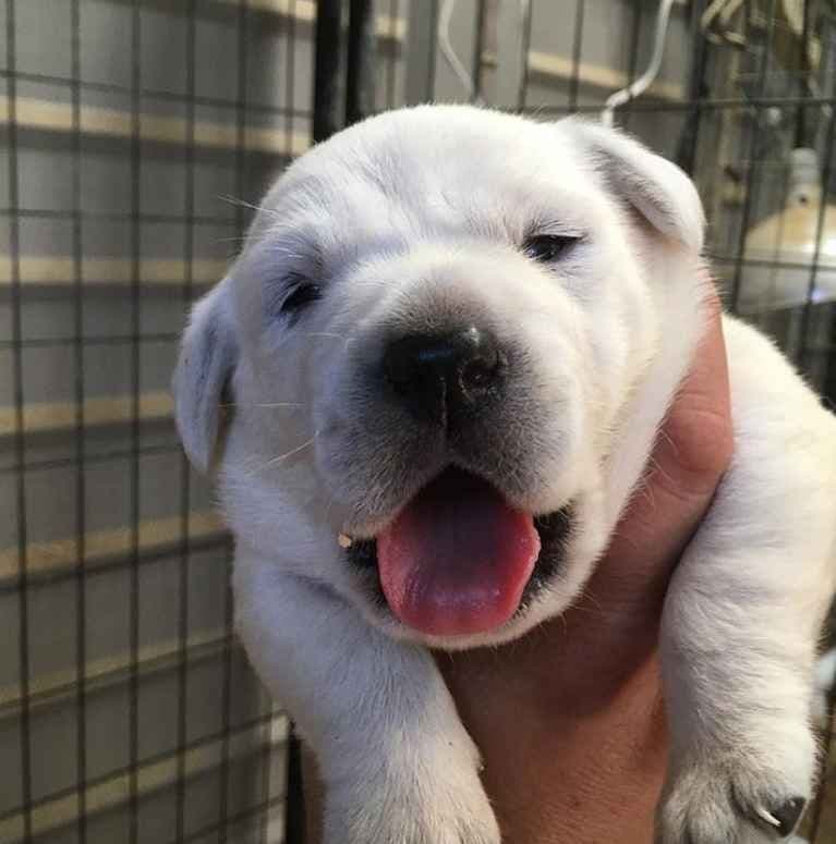 AKC WHITE ENGLISH LABRADOR RETRIEVER PUPPIES breeder image 7