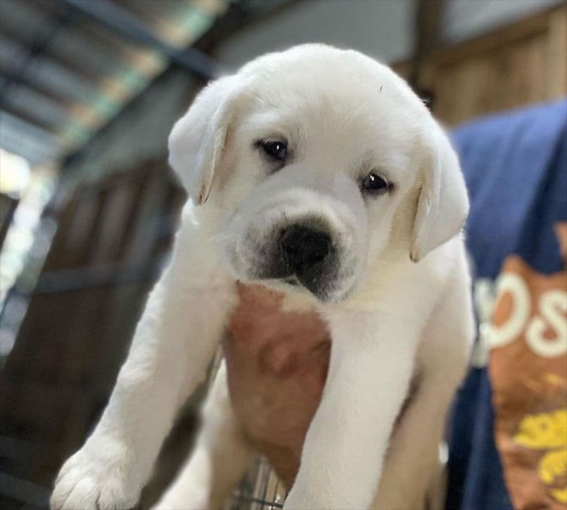AKC WHITE ENGLISH LABRADOR RETRIEVER PUPPIES breeder image 6