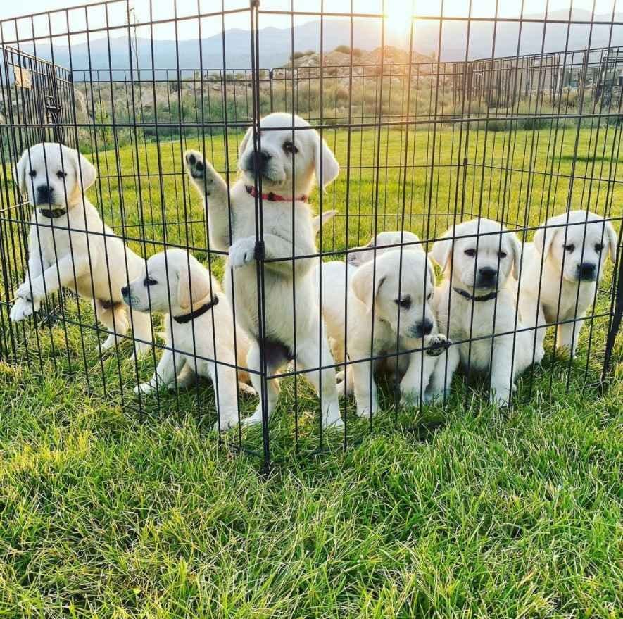 AKC WHITE ENGLISH LABRADOR RETRIEVER PUPPIES breeder image 9