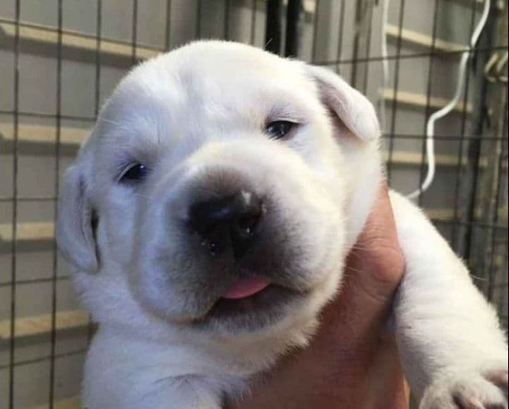 AKC WHITE ENGLISH LABRADOR RETRIEVER PUPPIES breeder image 8