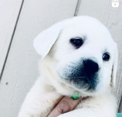 AKC WHITE ENGLISH LABRADOR RETRIEVER PUPPIES media 4
