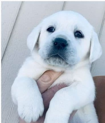 AKC WHITE ENGLISH LABRADOR RETRIEVER PUPPIES media 5
