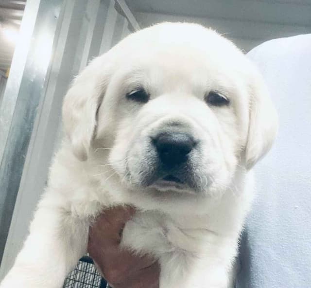 AKC WHITE ENGLISH LABRADOR RETRIEVER PUPPIES media 2