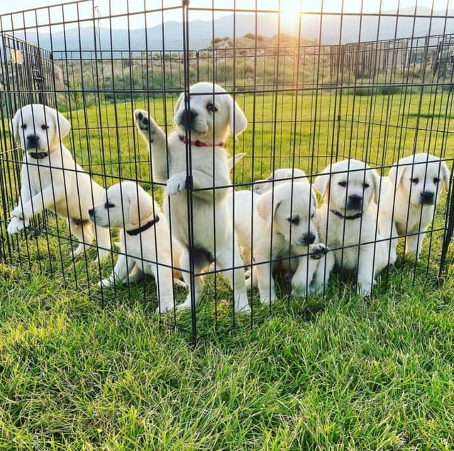 AKC WHITE ENGLISH LABRADOR RETRIEVER PUPPIES media 8