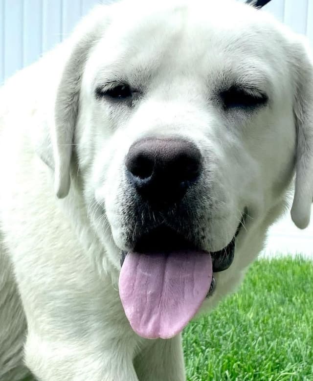 AKC WHITE ENGLISH LABRADOR PUPPIES media 3