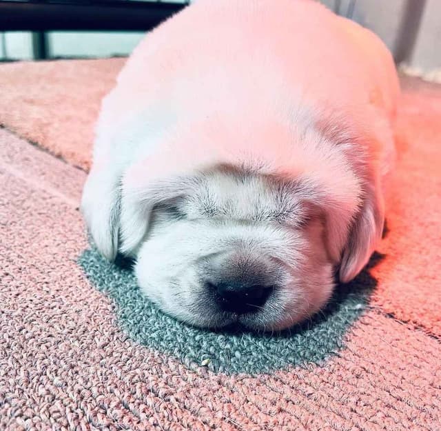 AKC WHITE ENGLISH LABRADOR PUPPIES media 4