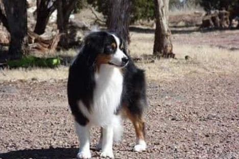Miniature American Shepherd Puppies breeder image 1