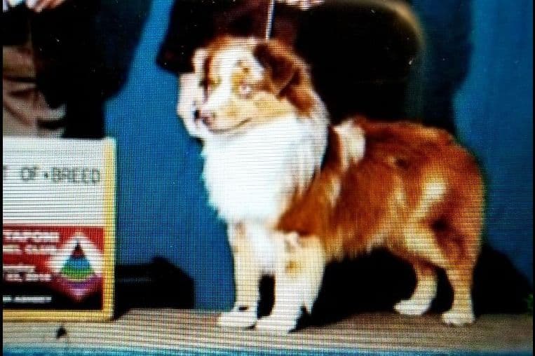 Miniature American Shepherd Puppies breeder image 3